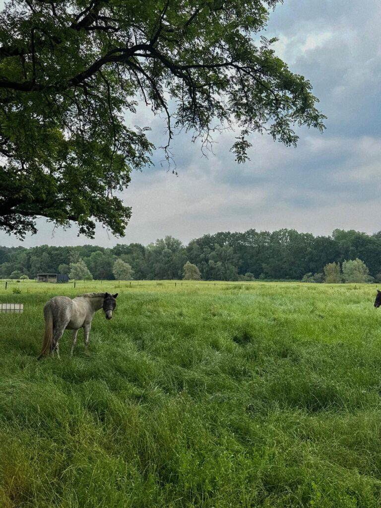 Grey horse grazing in a large field with tall grass