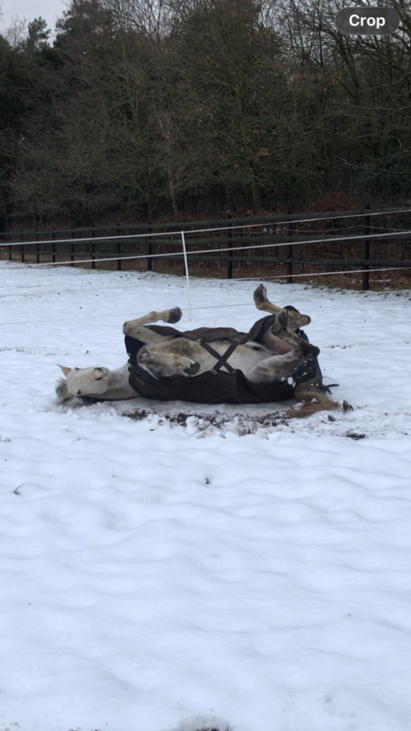 Schimmel Pferd im Schnee wälzen 